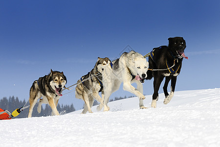 运动狗宠物雪橇团队马具杯子跑步竞赛速度会议运输图片