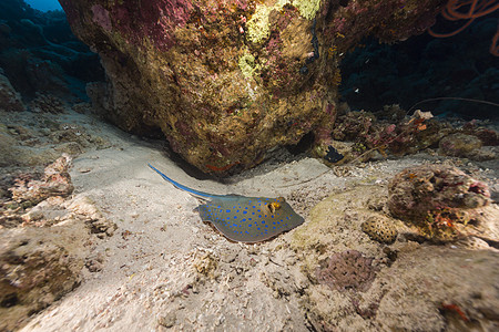 红海的蓝斑刺和热带珊瑚礁太阳海景情调阳光潜水植物太阳光射线生活场景图片