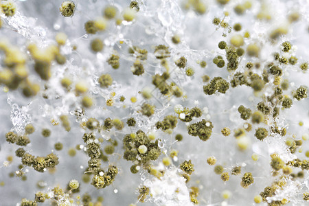 模糊模子的宏科学病菌生物生物学孢子菌类宏观胚质青霉菌生长图片