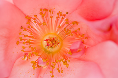 角质玫瑰香味花束花瓣植物群雌蕊花园橙子植物美丽园艺图片