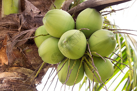 一群椰子水果异国棕榈植物学热带情调植物叶子牛奶食物图片