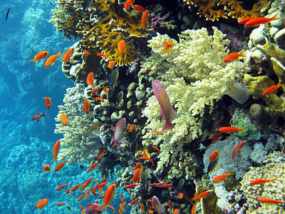 热带海底含橘子鱼的浅棕色多彩珊瑚礁和热带海底的炭疽杆菌图片
