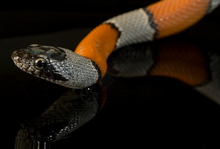 蛇玉米爬虫镜子白色眼睛珊瑚橙子野生动物灰色反思背景图片