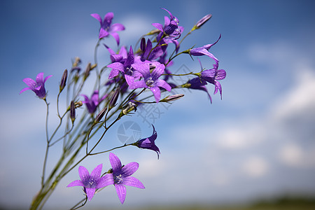 坎帕努拉山丘紫色植物学场地丝绸毛茛草地花瓣天性补丁花球图片