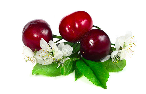 樱桃叶和鲜花叶子植物饮食农业营养种子收成食物宏观水果图片