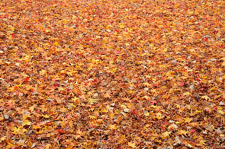 秋余假叶子棕色枫叶土地水平季节摄影公园红色物体图片