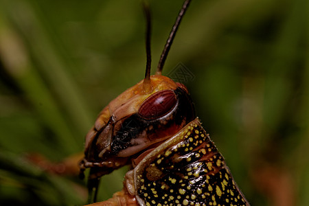 一蝗虫吃昆虫植物生物蟋蟀生活野生动物害虫飞行刺槐漏洞图片