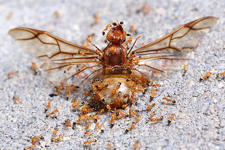 团结力量野生动物宏观蚁后蚂蚁翅膀地面朋友们合伙团体劳动图片