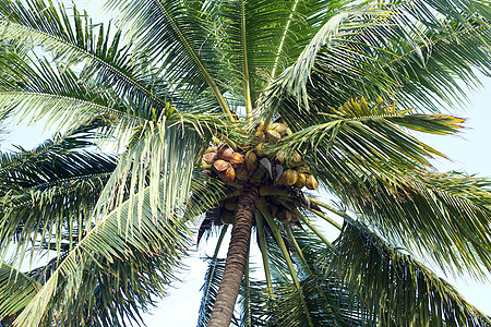 椰子树树干绿色乡村热带生长花园植物椰子食物异国图片