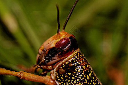 一蝗虫吃刺槐昆虫漏洞翅膀害虫野生动物眼睛料斗植物飞行图片