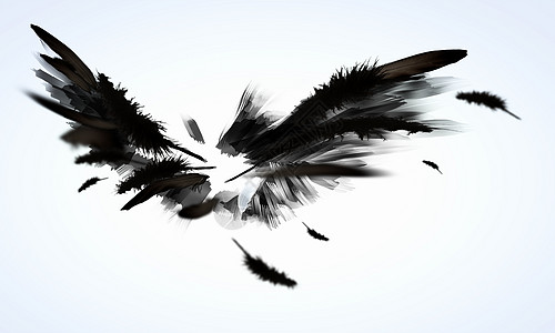 黑翅膀天堂秃鹰齿轮标签阴影鸽子动物黑暗乌鸦航班图片