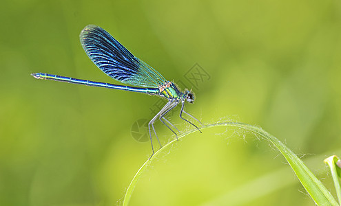 飞在草原上荒野野生动物眼睛森林宏观蓝色昆虫乐趣蜻蜓翅膀图片