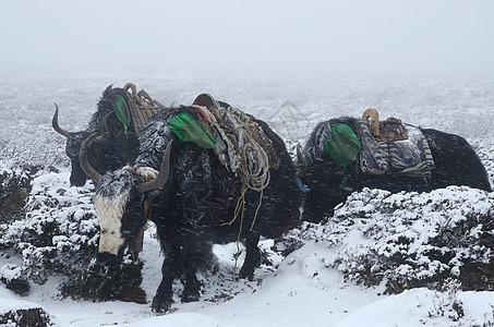 从尼泊尔暴风雪中珠峰基地营地出发的雅克车队图片