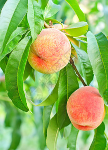 桃子在树上营养园艺花园团体叶子果园果汁饮食植物收成图片