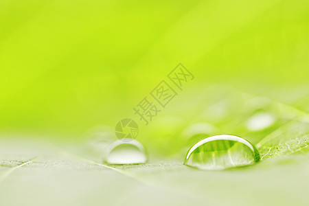 叶子宏观上的水滴植物环境露珠液体雨滴飞沫图片
