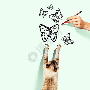 西亚马猫蝴蝶野生动物毛皮昆虫哺乳动物乐趣动物卡通片游戏食物图片