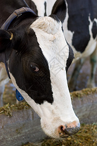 在农场谷仓间挤奶时 牛奶奶牛乳房农业国家草原配种摊位母牛奶制品哺乳动物喇叭图片
