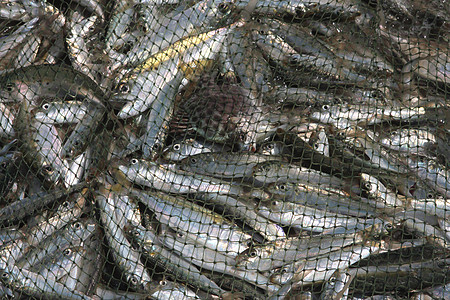 钓鱼 - 网中捕获的活鱼高清图片