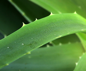 Aloe 阴阳肉质叶子皮肤植物学果汁植物治愈白色医疗芦荟汁图片