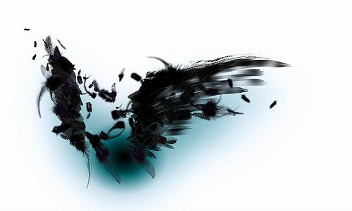 黑翅膀飞行动物天堂航班乌鸦阴影鸽子侵略秃鹰框架图片