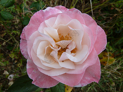 粉红玫瑰花瓣植物粉色背景图片