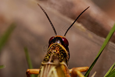 一蝗虫吃宏观植物生活飞行生物学动物翅膀昆虫天线叶子图片