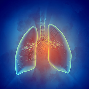 人类肺部示意图图示冒号淋巴绘画男性气管男人生理身体疼痛教育图片