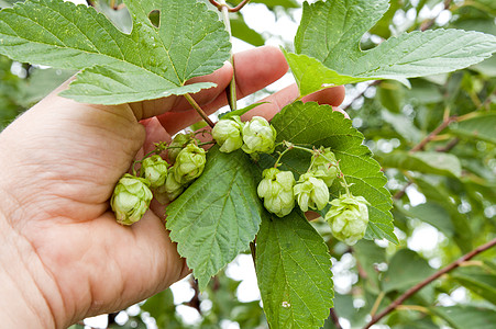 手握绿花草本植物啤酒植物产品芳香水果苦味花园啤酒厂疗法图片