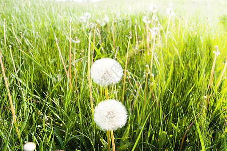 绿草地中的旧花粉图片
