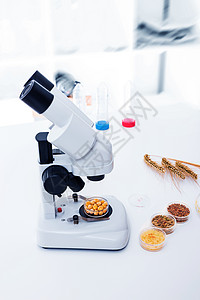 需在微生物实验室中选种的种子食物质量盘子化学化验玉米工具科学生物学植物图片