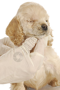 有眼科手术的小狗图片