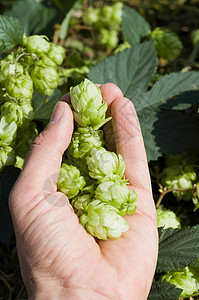 手握绿花芳香香料酒精枝条植物学食物酒花爬行者味道草本植物图片