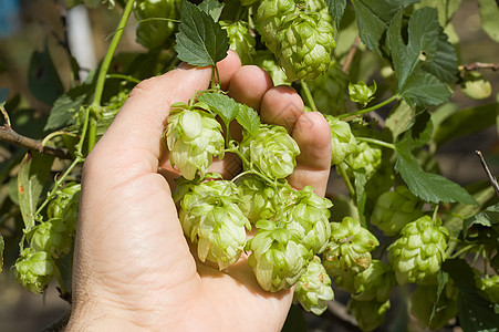 手握绿花枝条季节酒精水果酒花花园香料蔬菜产品味道图片