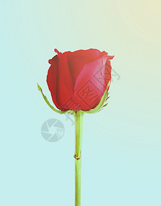 美丽的红玫瑰香味假期明信片花瓣铭文叶子季节热情母亲玫瑰图片