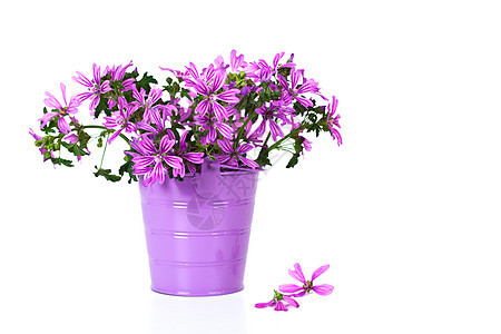 水桶i中的野生紫花花图片
