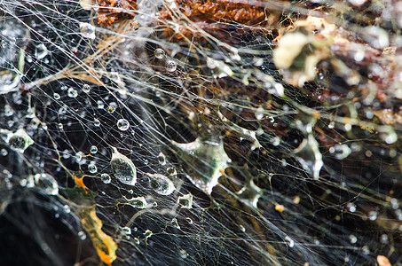 水滴声反射宏观脆弱性危险蜘蛛季节网络荒野环境陷阱图片