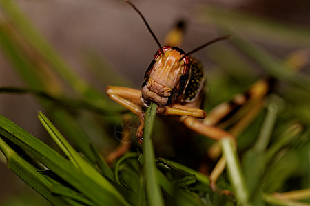 一蝗虫吃飞行生活害虫天线料斗刺槐漏洞荒野野生动物蟋蟀图片