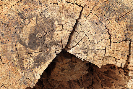 旧树枝纹理戒指植物树桩生长粮食橡木圆圈硬木材料裂缝图片
