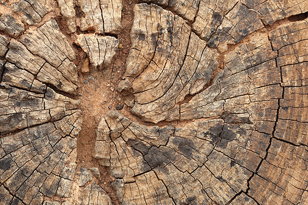 旧树枝纹理圆圈橡木粮食生活裂缝墙纸同心树干树桩戒指图片