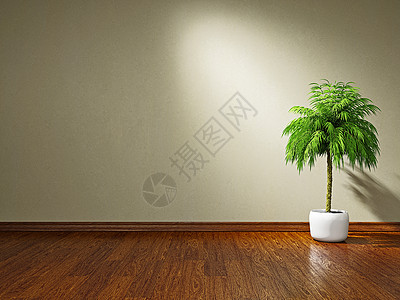 隔离墙附近的植物木地板建筑学办公室石膏大厅公寓灯光装潢装饰棕榈图片