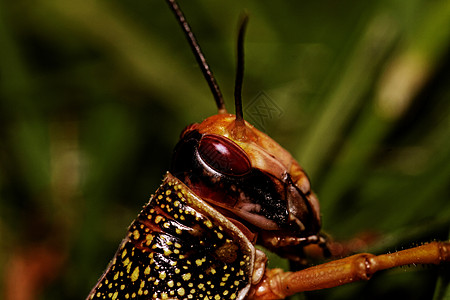 一蝗虫吃昆虫花园荒野眼睛叶子蟋蟀动物生物学料斗翅膀图片