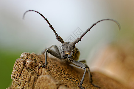 独角兽甲虫昆虫学红色环境日志天线焦点黑色长角漏洞动物群图片