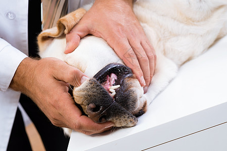 检查狗的牙齿桌子动物牙科药品检查员卫生鼻子牙医猎人犬类图片