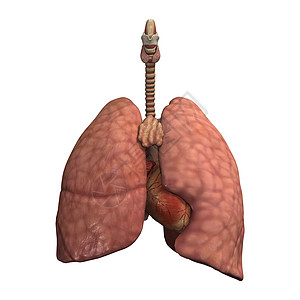 健康肺图片