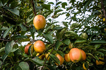 秋季苹果水果茶点果园枝条生长叶子饮食种植园季节园艺图片