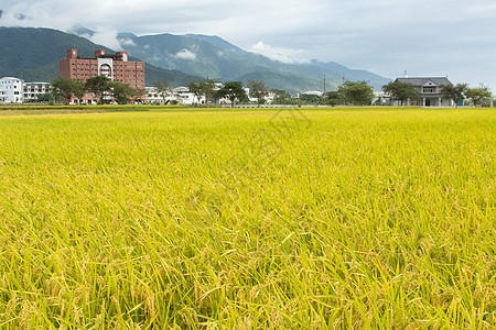 黄金农村金色风景场景文化国家蓝色农场牧歌农田稻田农业粮食图片