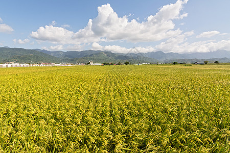 黄金农村金色风景国家牧歌食物村庄农场文化生长培育季节土地图片