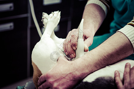 在手术准备室的兽医家养狗猎犬小狗宠物医疗动物医生考试工作保健卫生图片