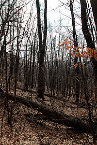 秋天的森林木材棕色食物树叶叶子季节植物橙子风景木头图片