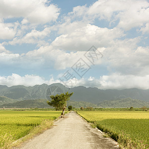 公路和农场小路环境自由交通谷物收成旅行生长风景场地图片